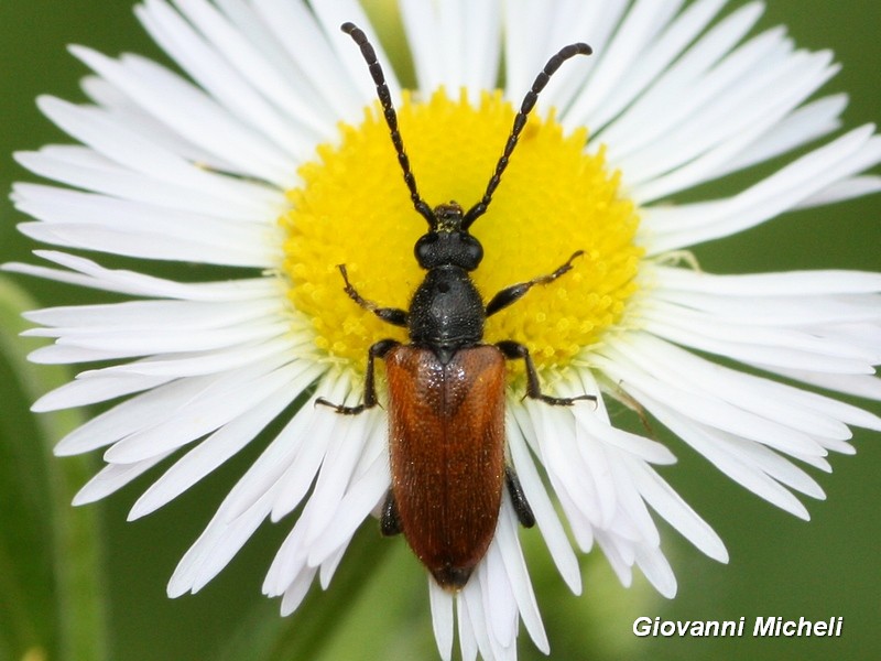 Cerambycidae: Pseudovadonia livida livida, femmina